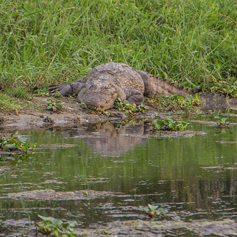 Reptile Walk