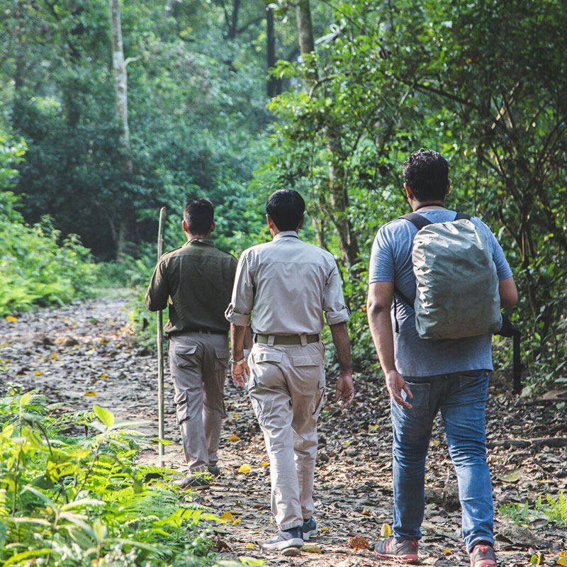 Jungle Walk/Nature Walk