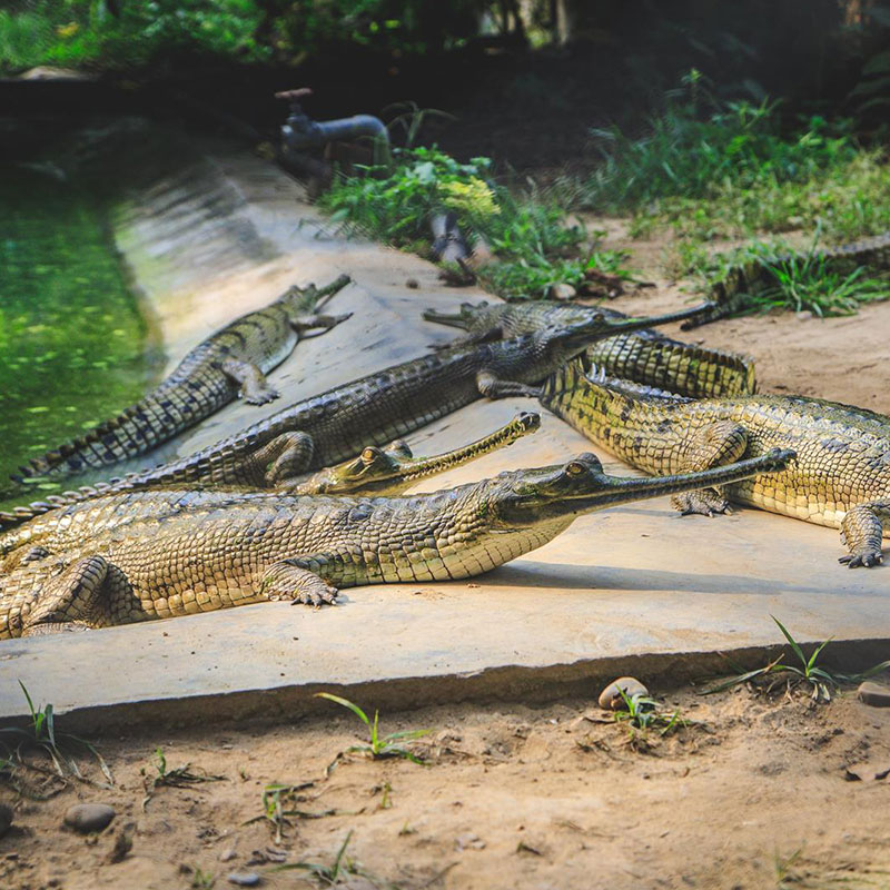 Gharial Breeding Centre